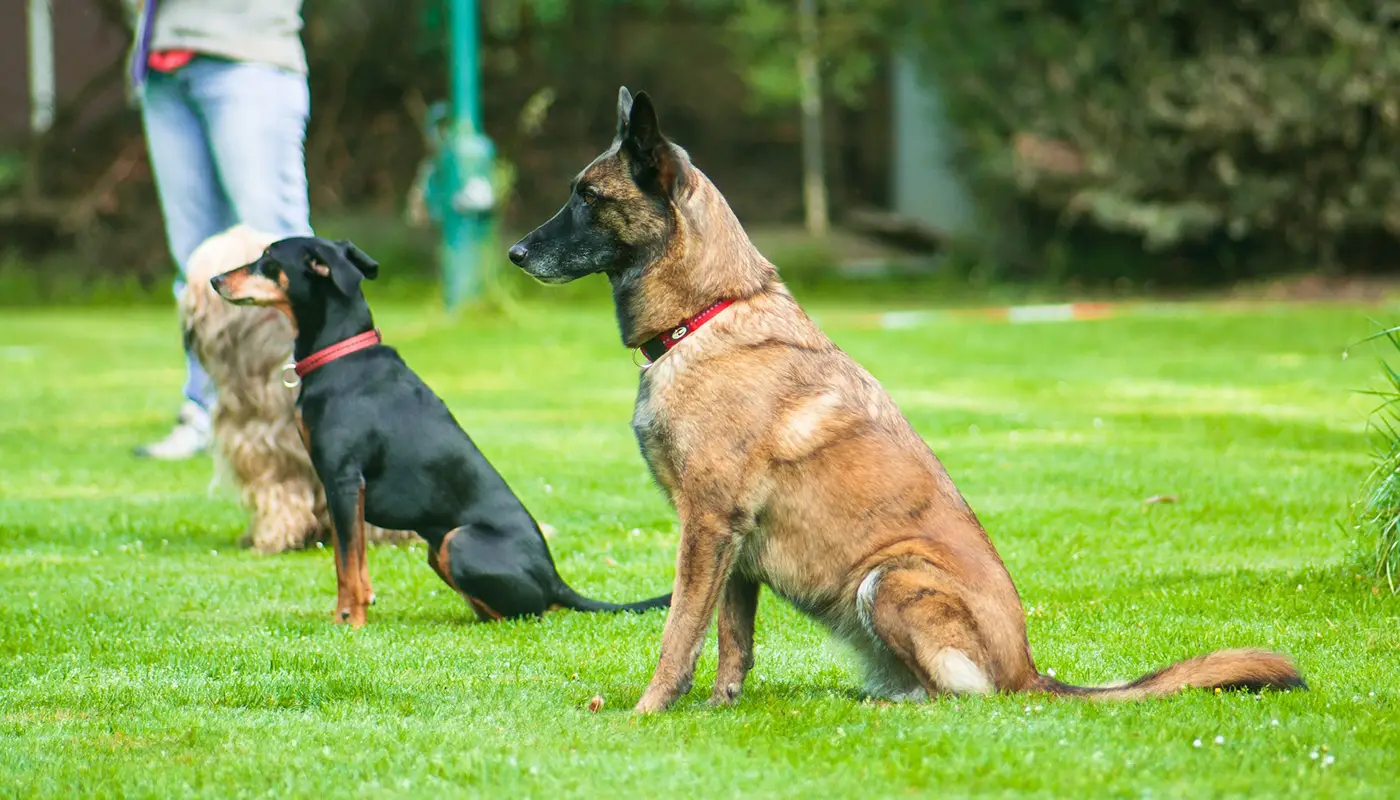 Σκύλοι και άσκηση - Μίλα στο Σκύλο σου Blog