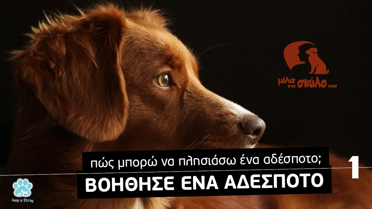 Πώς μπορώ να πλησιάσω ένα αδέσποτο - Βίντεο εκπαίδευσης σκύλων - Το κανάλι του Μίλα στο Σκύλο σου