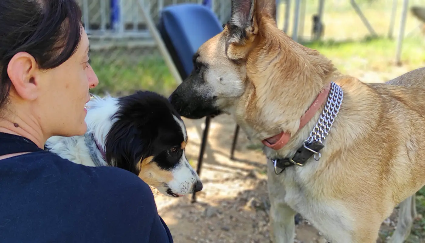 Εκπαίδευση σκύλου και Κηδεμόνα - Μίλα στο Σκύλο σου Κέρκυρα - Υπηρεσίες