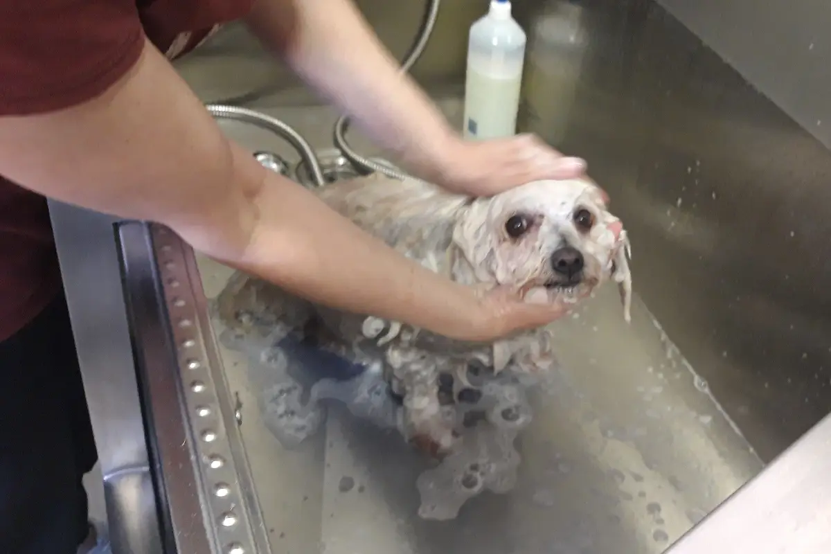 Μίλα στο Σκύλο σου Grooming - Περιποίηση Σκύλων - Μπάνιο - Κέρκυρα