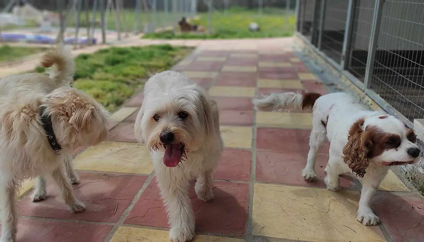 Τεχνικές Εκπαίδευσης Σκύλων - Σχολή Εκπαιδευτών Σκύλων - Μίλα στο Σκύλο σου