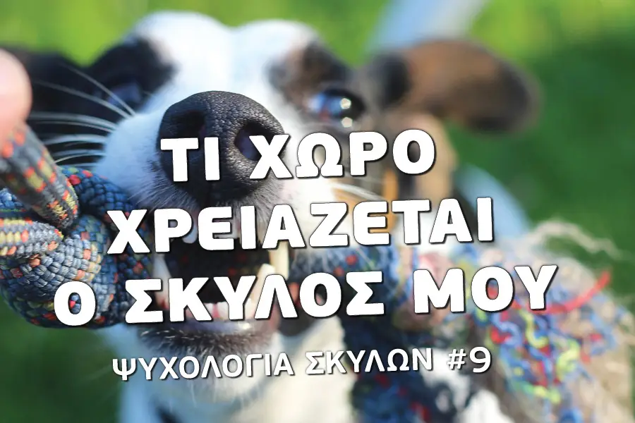 Τι χώρο χρειάζεται ο σκύλος μου - Βίντεο Εκπαίδευσης σκύλων - Το κανάλι του Μίλα στο Σκύλο σου