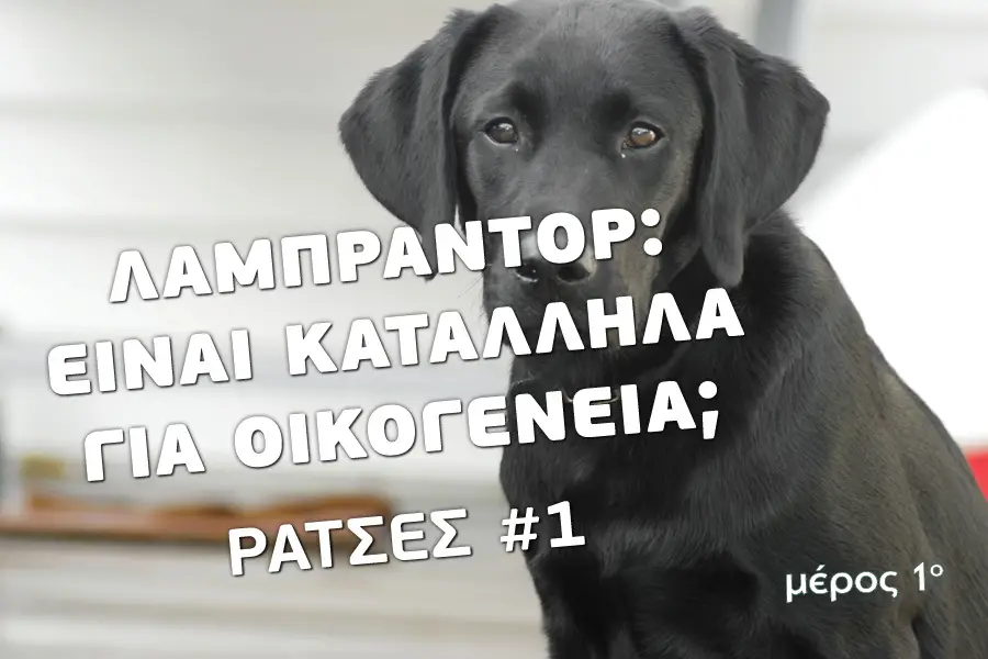 Λαμπραντόρ - Ράτσες - Βίντεο εκπαίδευσης σκύλων - Το κανάλι του Μίλα στο Σκύλο σου