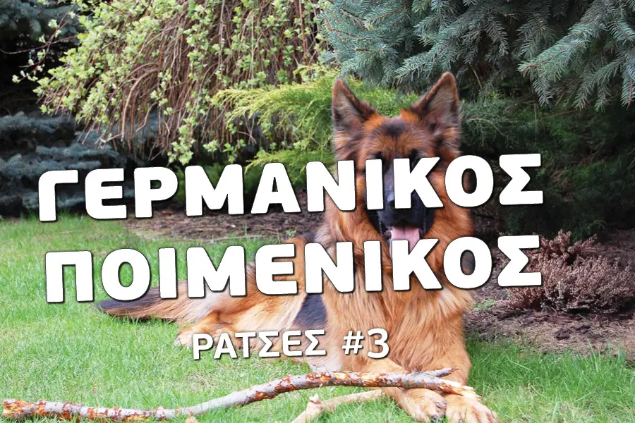 Γερμανικός ποιμενικός - Ράτσες - Βίντεο εκπαίδευσης σκύλων - Το κανάλι του Μίλα στο Σκύλο σου