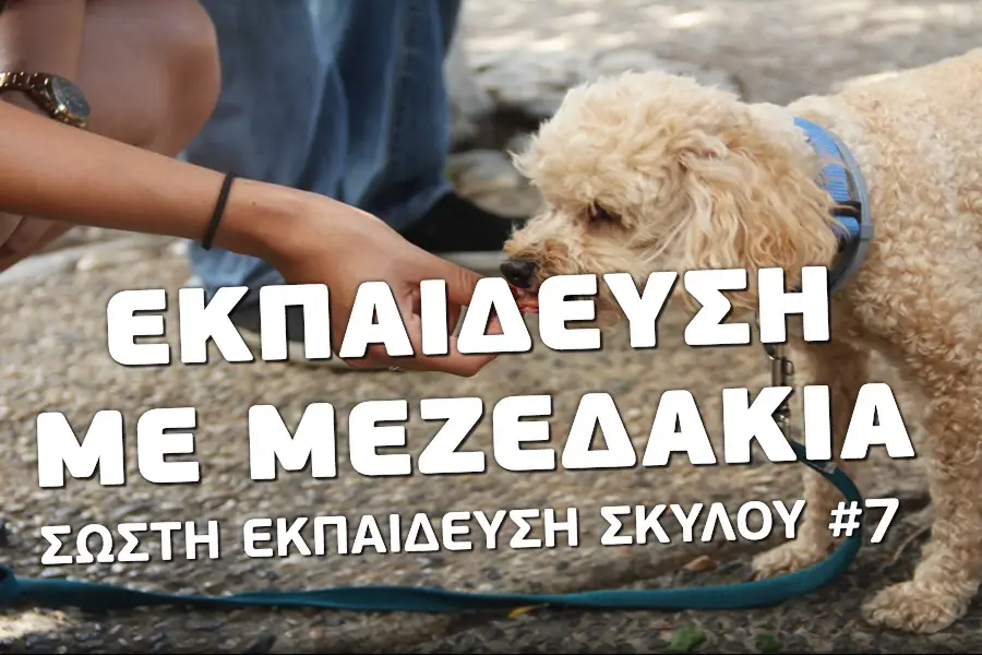 Εκπαίδευση με μεζεδάκια - Βίντεο εκπαίδευσης σκύλων - Το κανάλι του Μίλα στο Σκύλο σου
