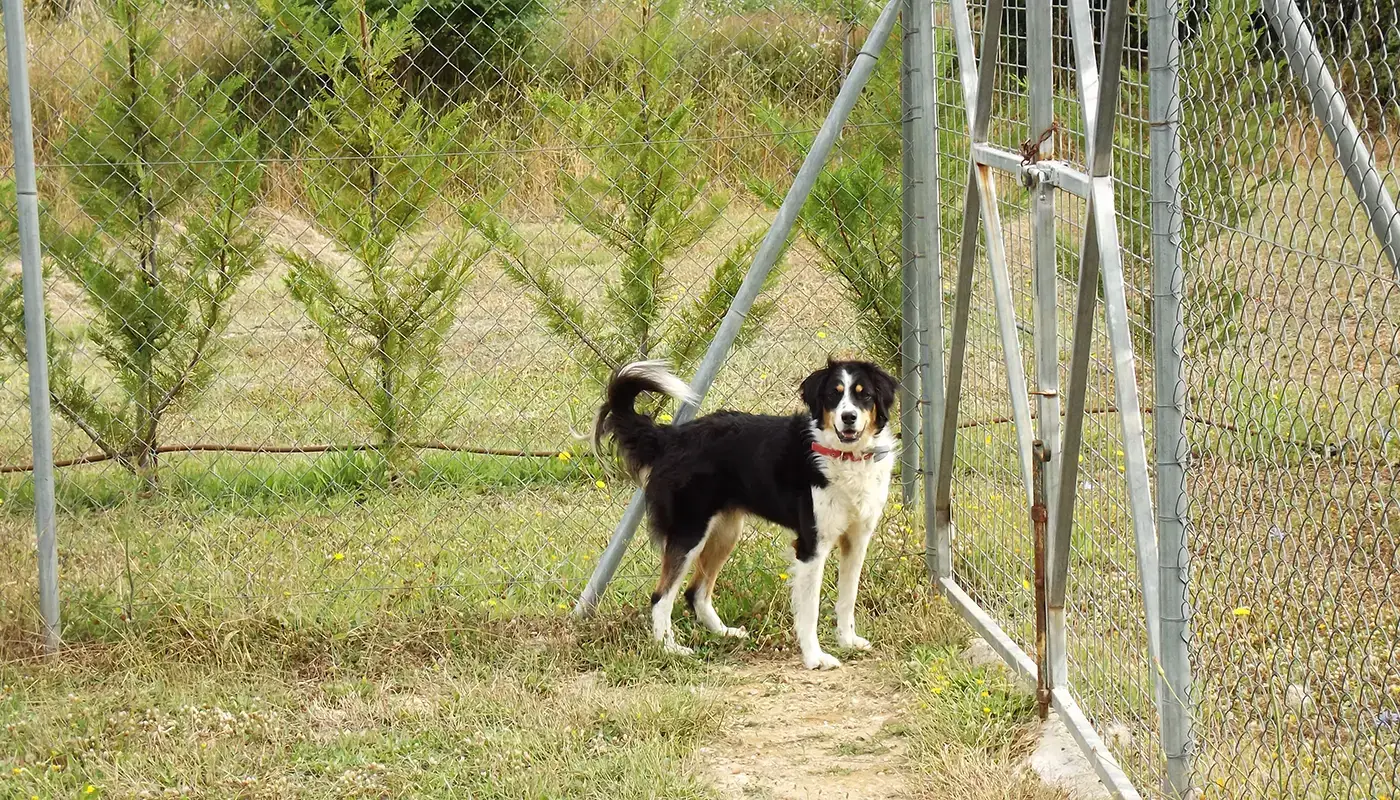 Dog Hotel Facilities - Dog Kennels Corfu - Mila sto Skilo sou