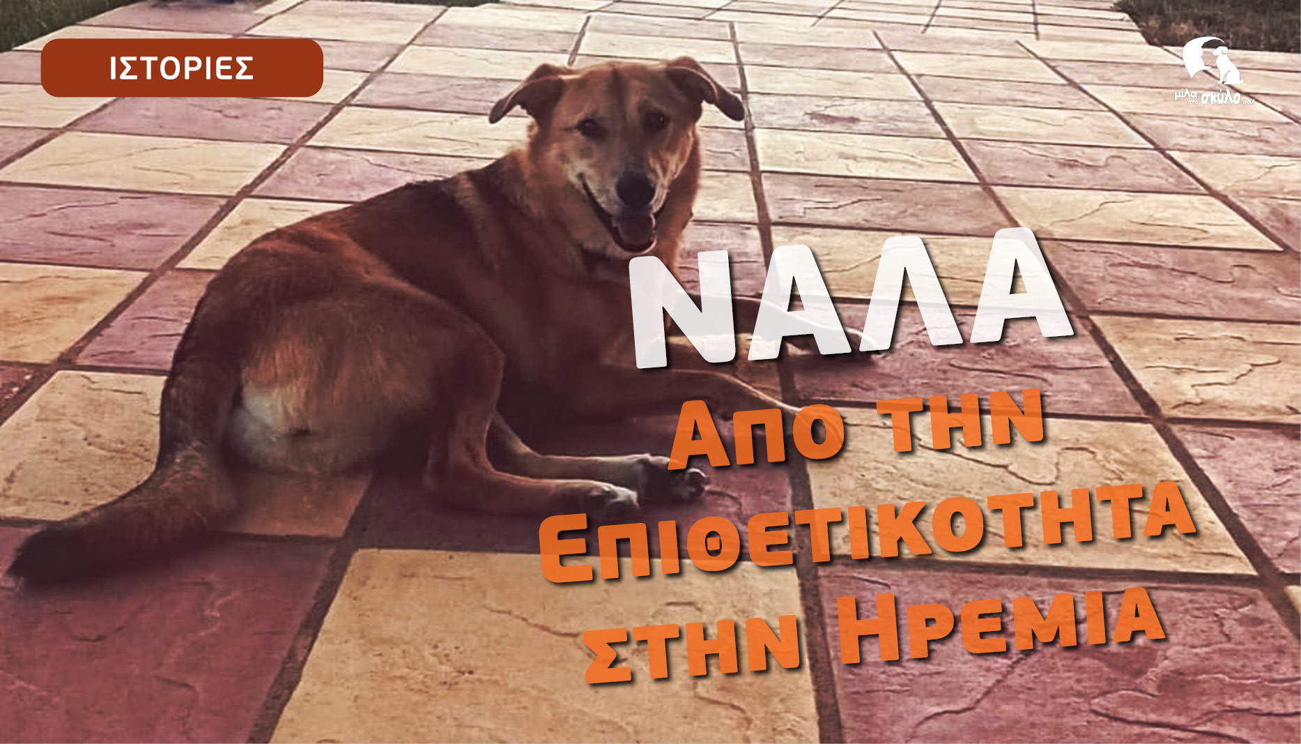 Από την επιθετικότητα στην ηρεμία. Η ιστορία της Νάλα - Βίντεο - Σκυλο-ιστορίες
