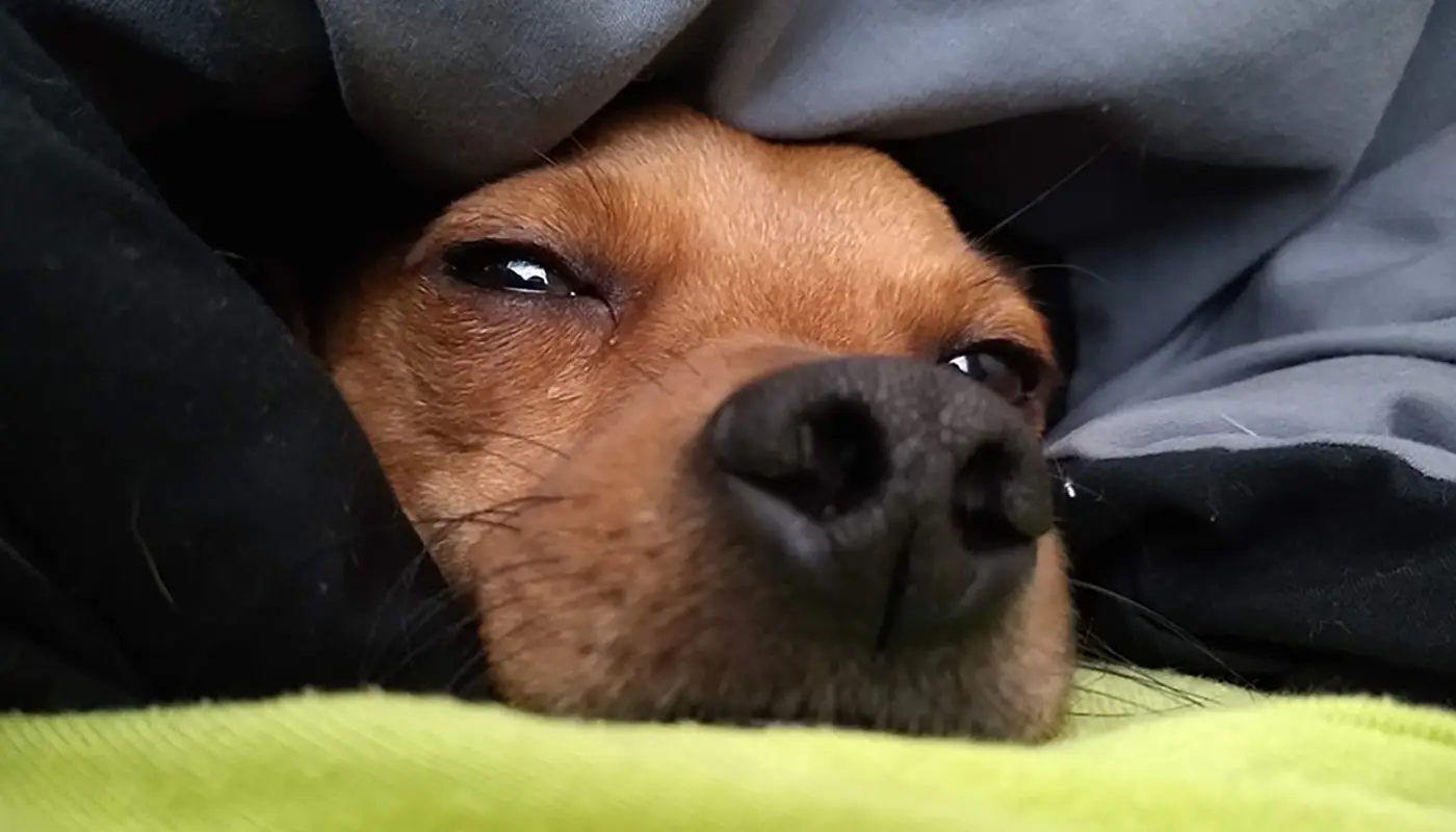 10 signs your dog truly trusts you - Mila sto Skilo sou Blog