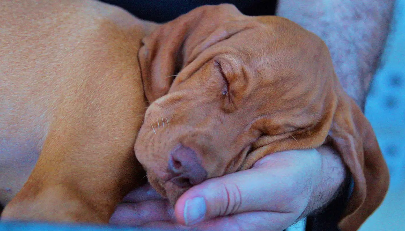 10 signs your dog truly trusts you - Mila sto Skilo sou Blog