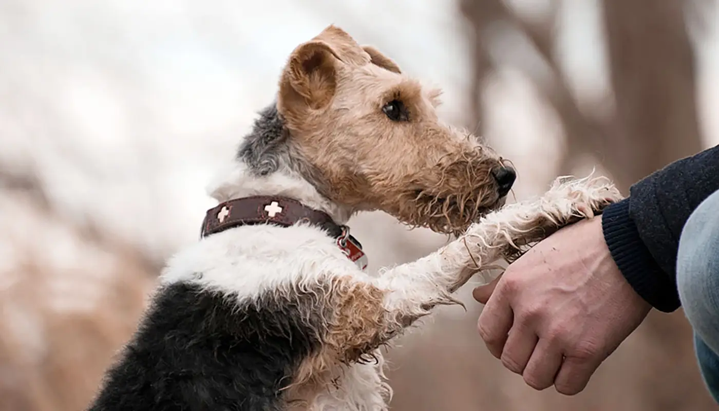 10 signs your dog truly trusts you - Mila sto Skilo sou Blog