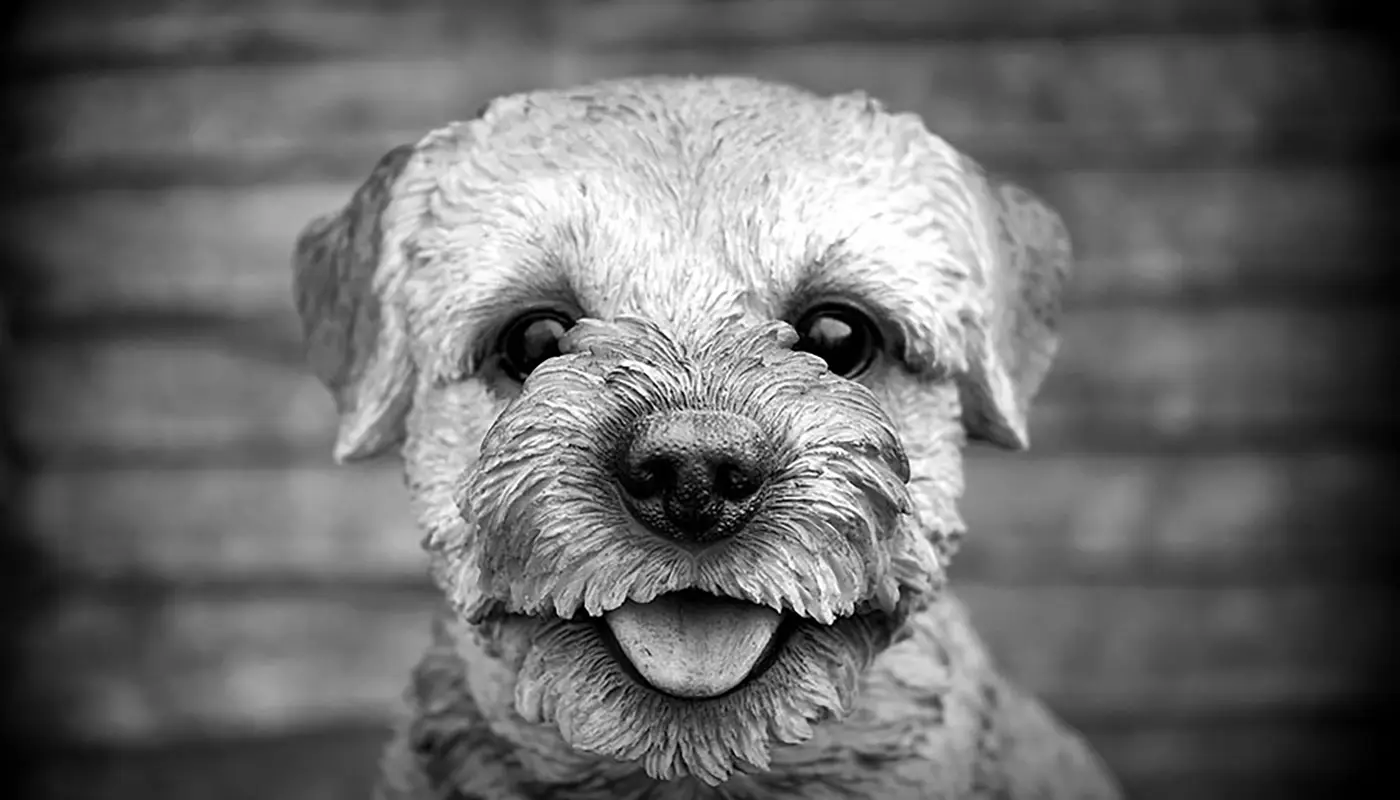 10 signs your dog truly trusts you - Mila sto Skilo sou Blog