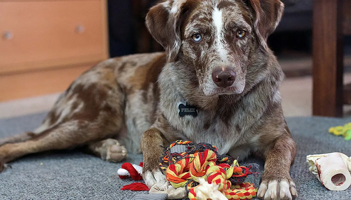 Common mistakes that hurt your dog - and how to fix them | Mila sto skilo sou blog