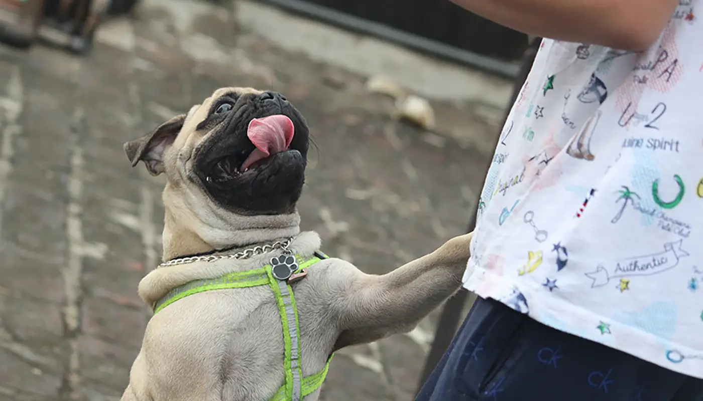 Common mistakes that hurt your dog - and how to fix them | Mila sto skilo sou blog
