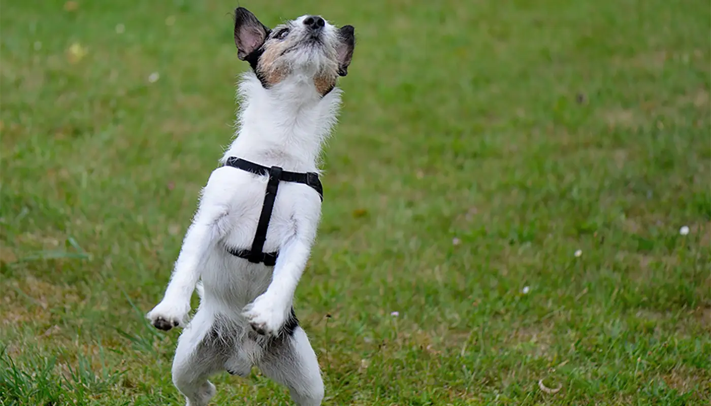 Common mistakes that hurt your dog - and how to fix them | Mila sto skilo sou blog