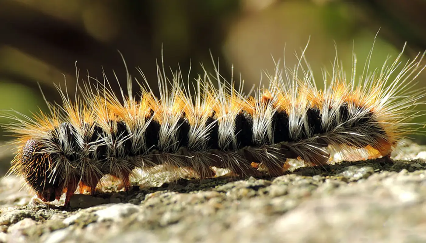 Pine Processionary Caterpillars: A Real Danger for Dogs - Mila sto Skilo sou Blog