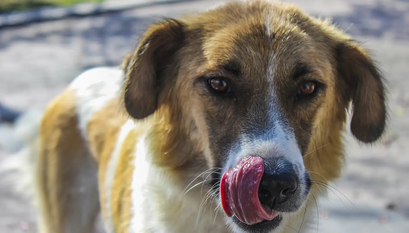 Pine Processionary Caterpillars and Dogs: What Every Owner Must Know - Mila sto Skilo sou Blog