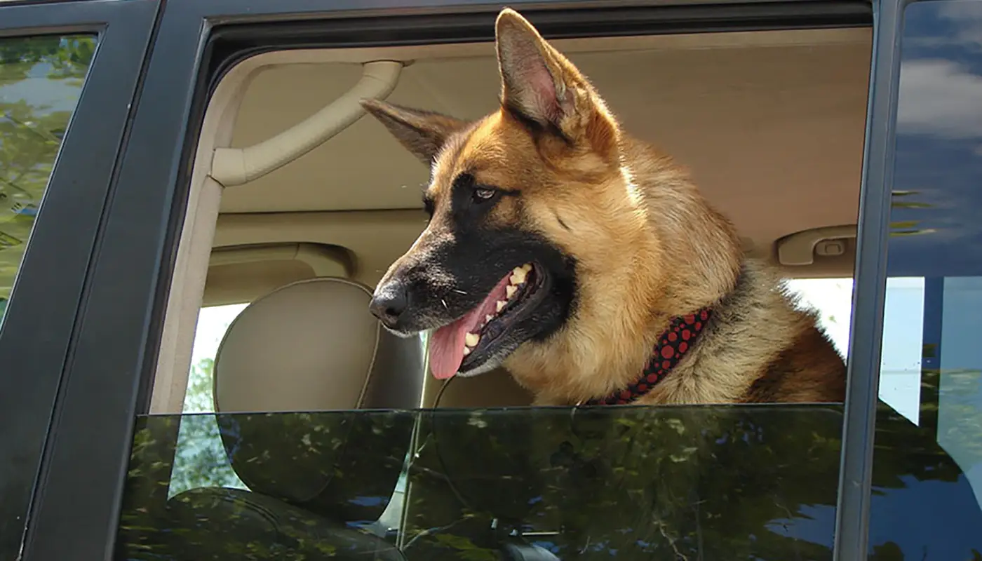 Travelling with your dog by car: a complete guide - Mila sto skylo sou blog