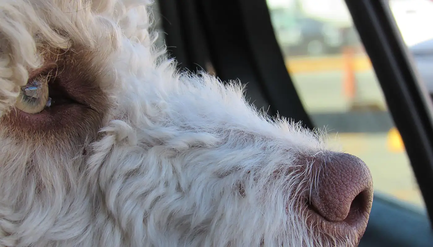 Travelling with your dog by car: a complete guide - Mila sto skylo sou blog