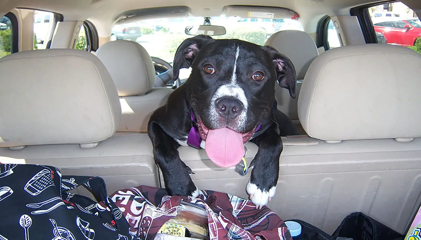 Travelling with your dog by car: a complete guide - Mila sto skylo sou blog