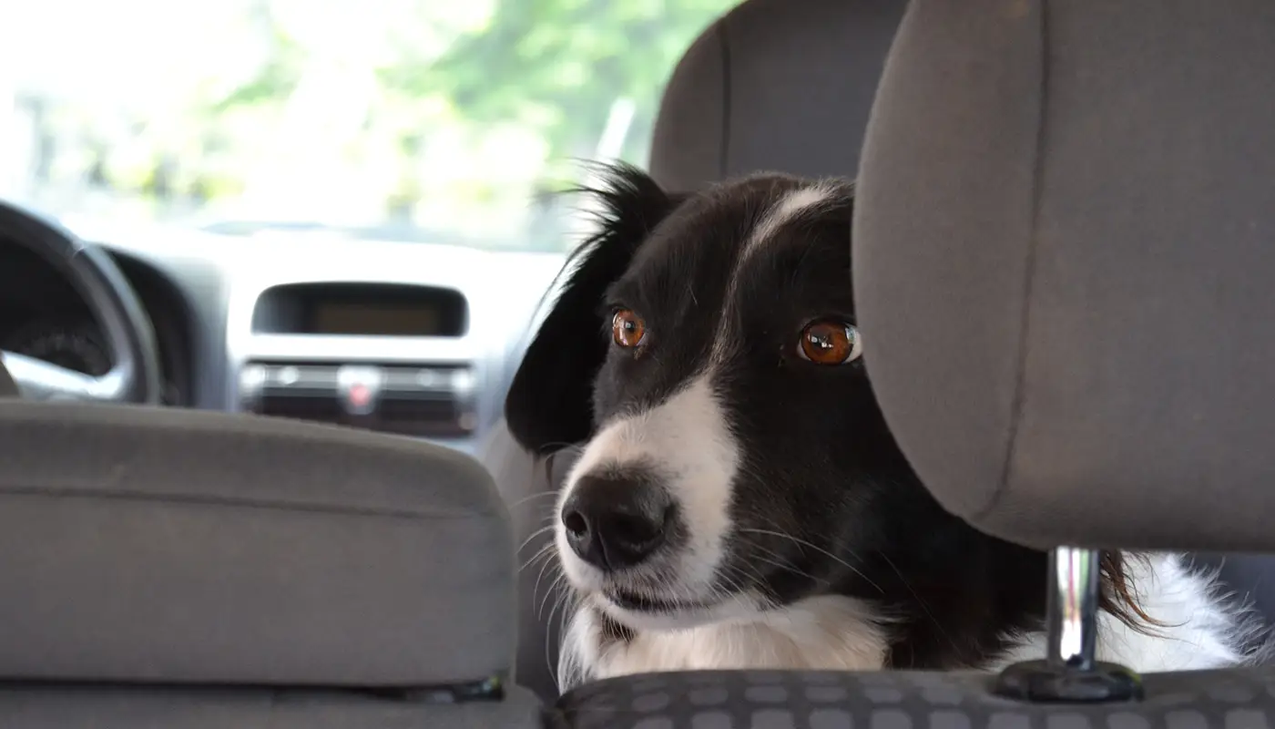 Travelling with your dog by car: a complete guide - Mila sto skylo sou blog